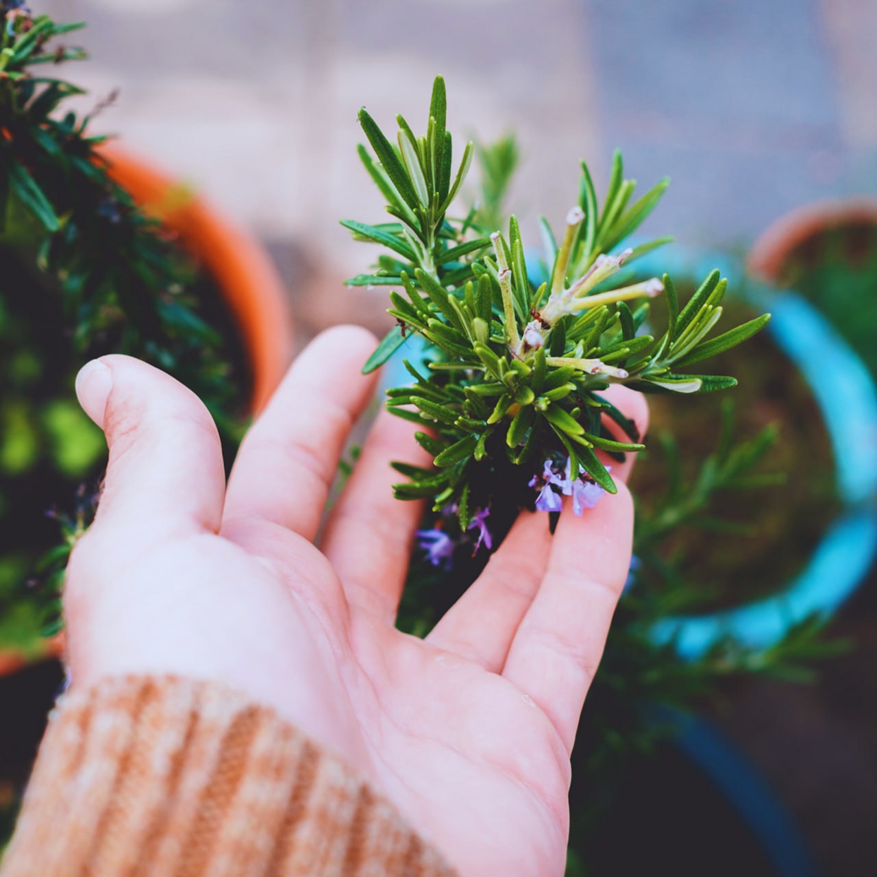 Shampoo and Conditioner Rosemary