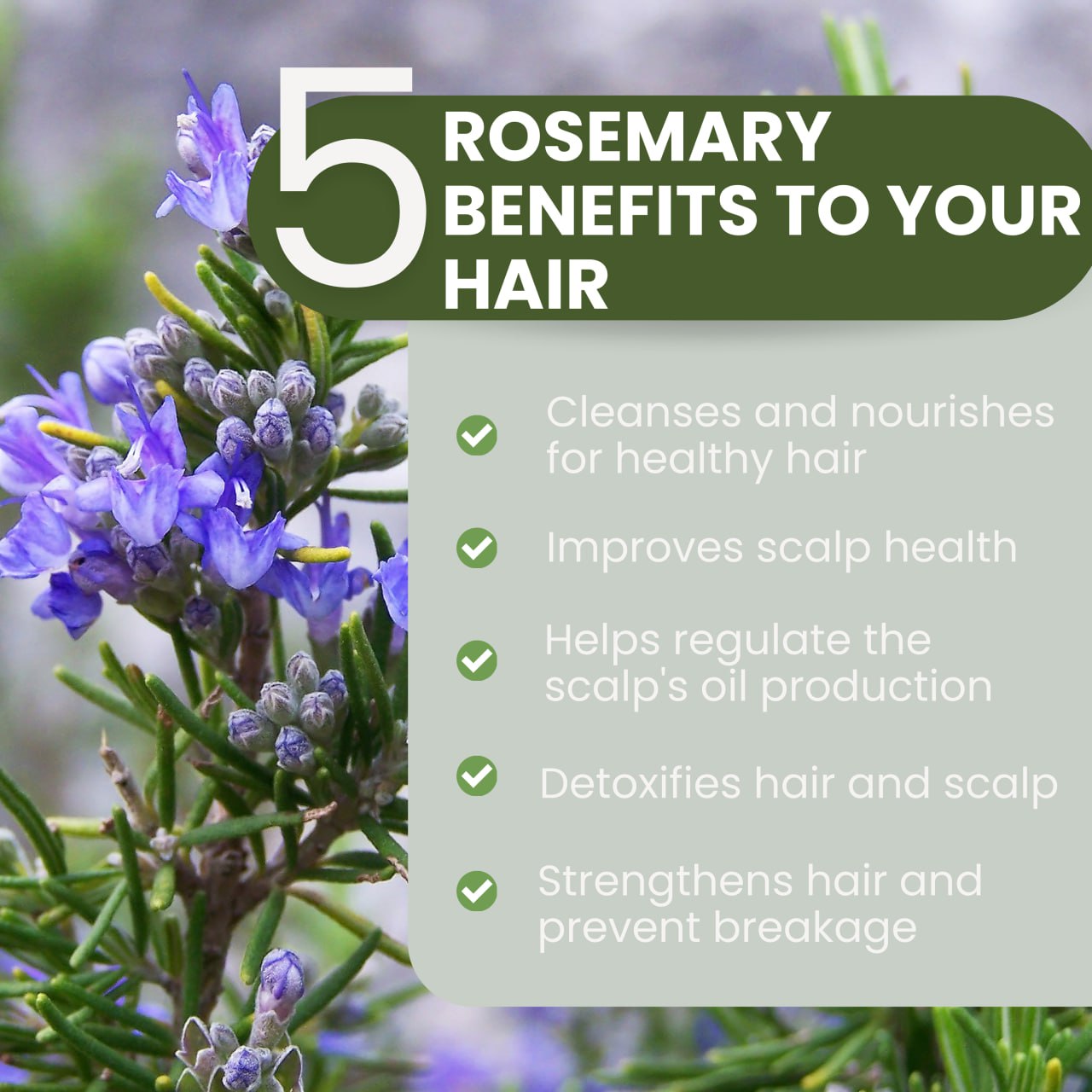 Shampoo and Conditioner Rosemary